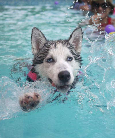 water puppy dog animal pool swim 1021635 pxhere 2