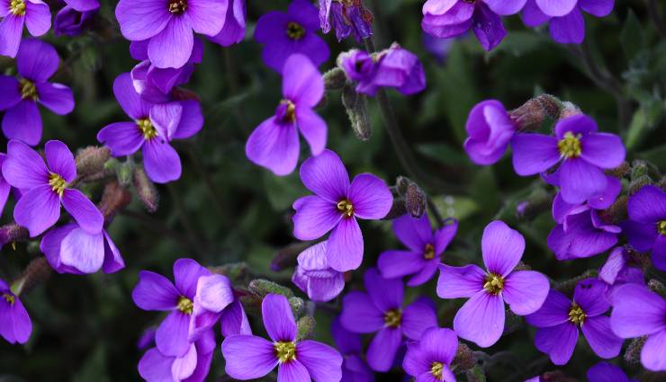 روانشناسی رنگ بنفش؛ نماد تجمل، تخیل و نوآوری