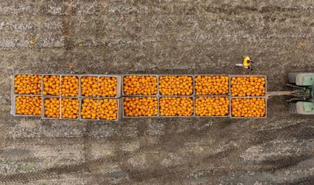 برداشت کدو تنبل از مزارع "کمبریج شایر" انگلیس + عکس