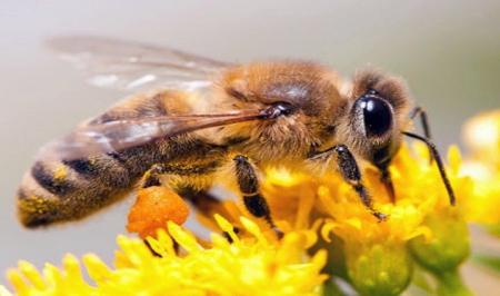 دانستنی هایی درباره خواص درمانی زهر زنبور عسل