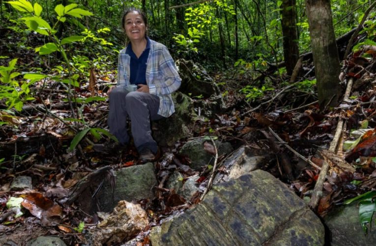 کشف یک جنگل گمشده ۲۳ میلیون ساله در پاناما! + عکس