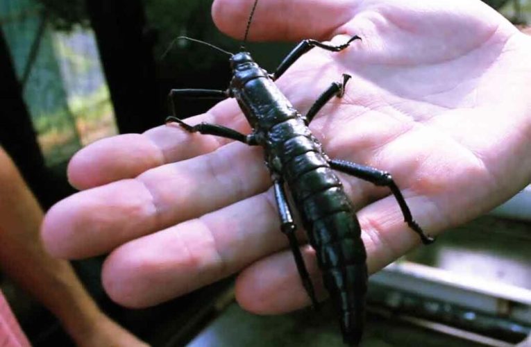 یکی از نادرترین حشرات زمین از انقراض نجات اشکار کرد