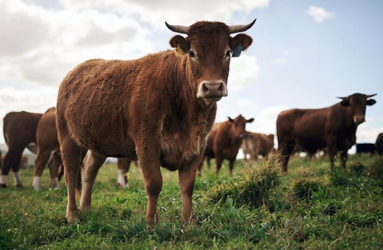 اولین گاو تراریخته که در شیر خود انسولین انسانی دارد_تاشکن