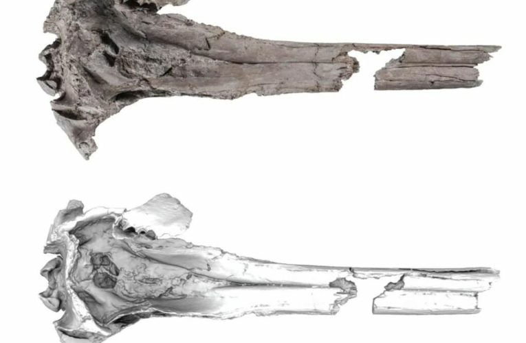 کشف فسیل یک دلفین باستانی غول‌پیکر در جنگل‌های آمازون + عکس_تاشکن