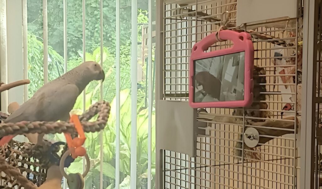 طوطی‌های در قفس ظاهراً از تماس تصویری با دیگر طوطی‌ها لذت می‌برند