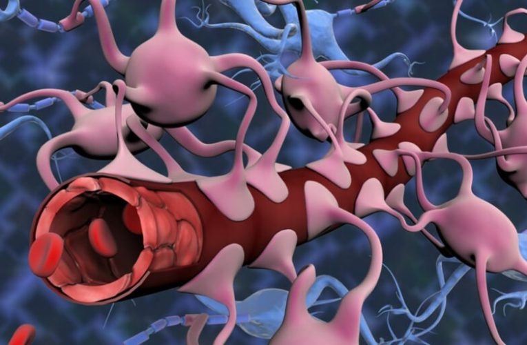محققان برای اولین‌بار مدل مینیاتوری مغز را با سد خونی خاص آن رشد دادند_تاشکن