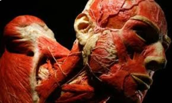 سپس از مرگ چه اتفاقی برای بدن انسان می افتد؟_تاشکن 12 1717736077 572 سپس از مرگ چه اتفاقی برای بدن انسان می افتد؟ تاشکن.webp