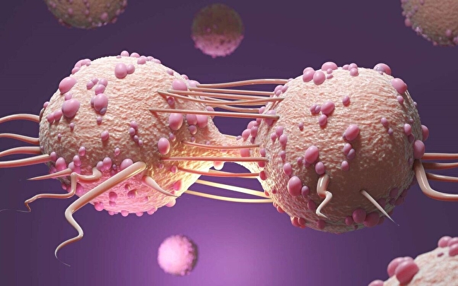 اثر افزایش بیان ریز آر ان ای 9 در مهار تومور زایی سلول های بنیادی ملانوما