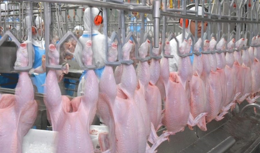 صادرات تدریجی ۱۲ هزار تن گوشت مرغ در ۳ ماه اخیر