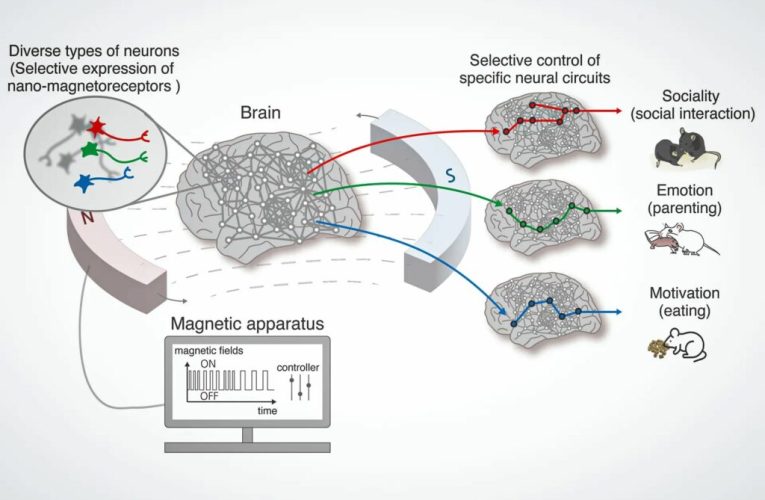 این فناوری مغناطیسی کنترل مغز می‌تواند اشتها و حرکت را تحول دهد_تاشکن