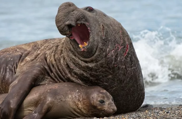 در پستانداران با مغز پیچیده، اندازه جثه برای جفت‌گیری مهم نیست_تاشکن