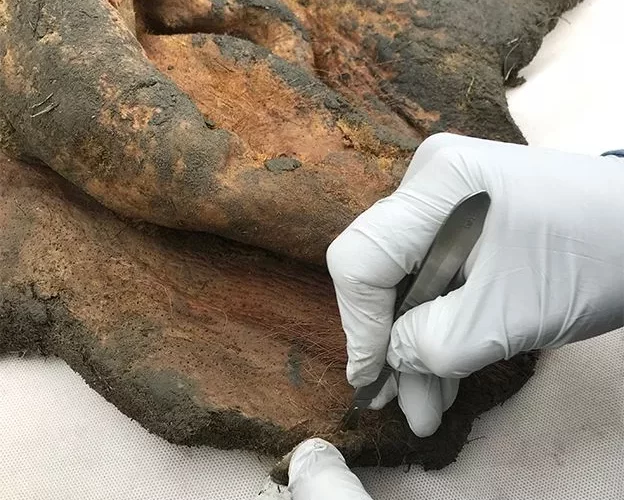 کروموزوم‌های یک ماموت برای اولین‌بار به‌صورت سه‌بعدی بازسازی شد_تاشکن