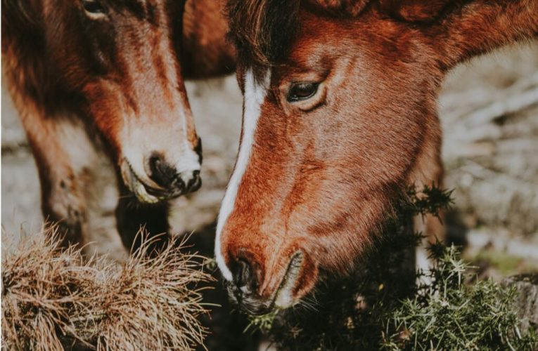 اسب‌ها با هوش غیرمنتظره خود در بازی، تفکر استراتژیک را به نمایش گذاشتند_تاشکن