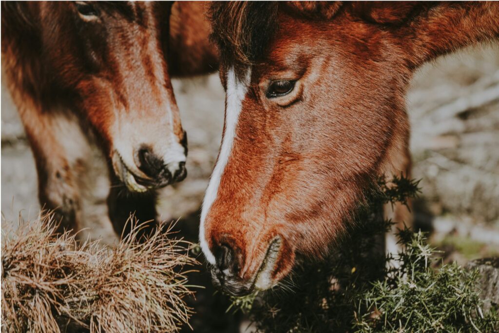 اسب‌ها با هوش غیرمنتظره خود در بازی، تفکر استراتژیک را به نمایش گذاشتند