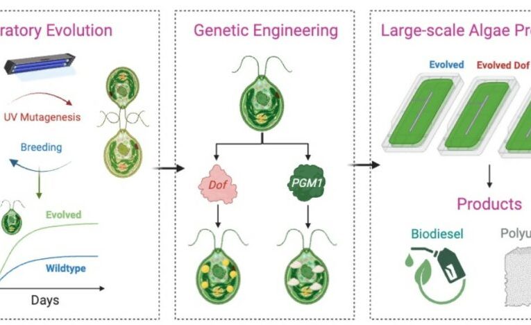 این جلبک می‌تواند دی‌اکسید‌کربن را به پلاستیک تجزیه‌پذیر تبدیل کند_تاشکن
