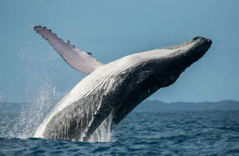 نهنگ‌های گوژپشت برای شکار طعمه‌های زیاد تر، تورهای حبابی می‌سازند_تاشکن