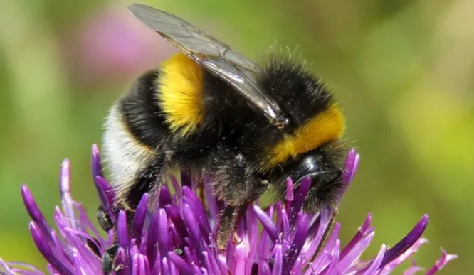 زنبورهای عسل قسمت بسیاری از حس بویایی خود را در تاثییر گرما از دست می‌دهند_تاشکن