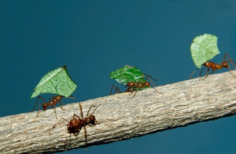 مورچه‌ها کشاورزی را ۶۶ میلیون سال پیش و زمان انقراض دایناسورها اغاز کردند_تاشکن