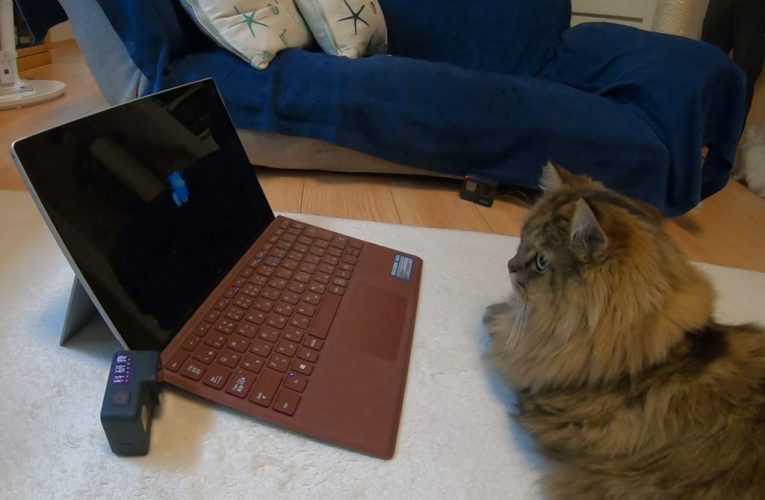 گربه‌ها توانستند در بازی تداعی واژه‌ها نوزادان انسان‌ها را ناکامی دهند_تاشکن