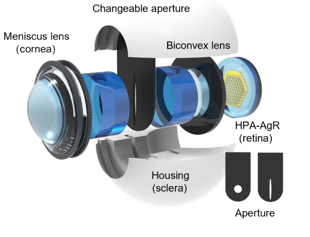 طراحی سیستم بینایی با الهام از چشم گربه‌ها