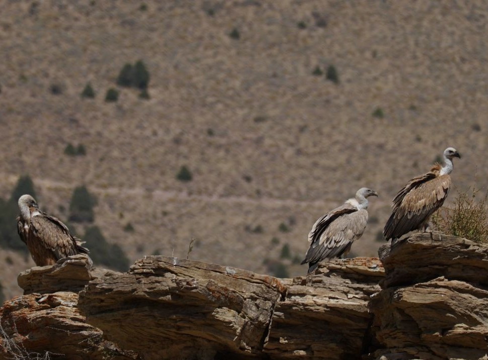 تصاویر مستند و دیدنی از "پلنگ ایرانی" در قلب جهان!_تاشکن 22 مستند , سینما , تلویزیون ,