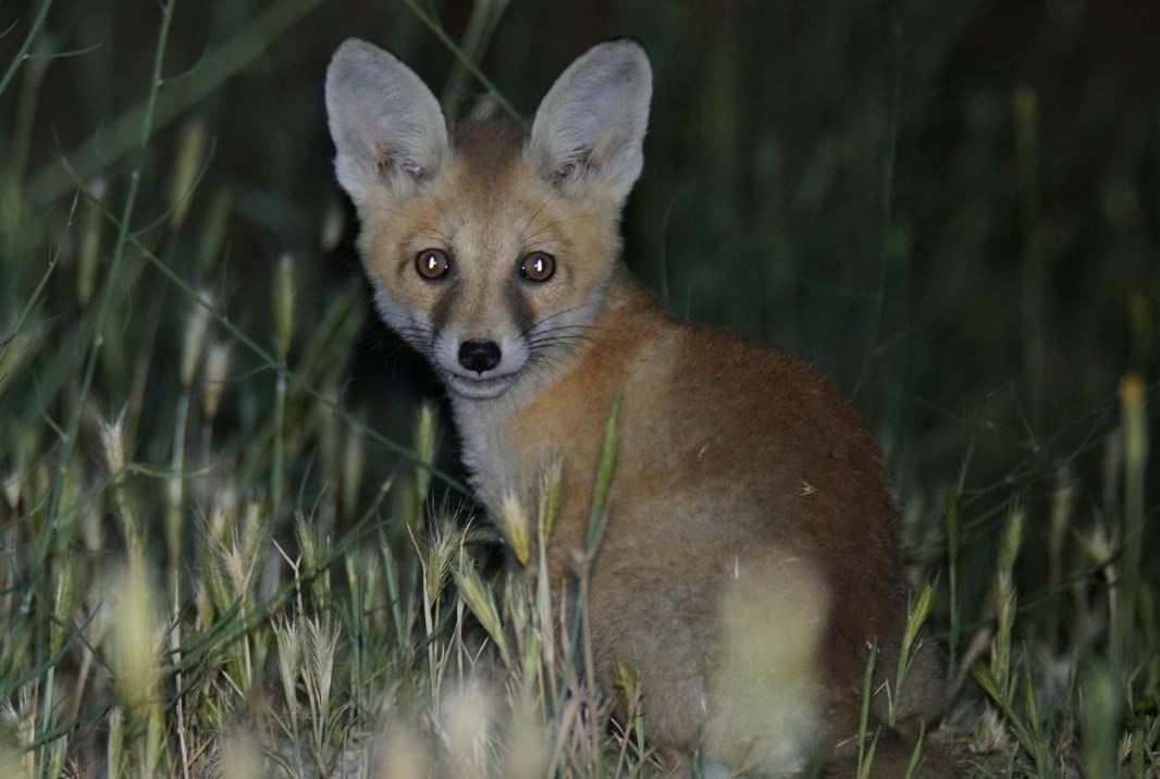 تصاویر مستند و دیدنی از "پلنگ ایرانی" در قلب جهان!_تاشکن 24 مستند , سینما , تلویزیون ,