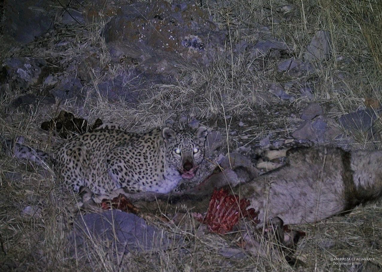 تصاویر مستند و دیدنی از "پلنگ ایرانی" در قلب جهان!_تاشکن 25 مستند , سینما , تلویزیون ,