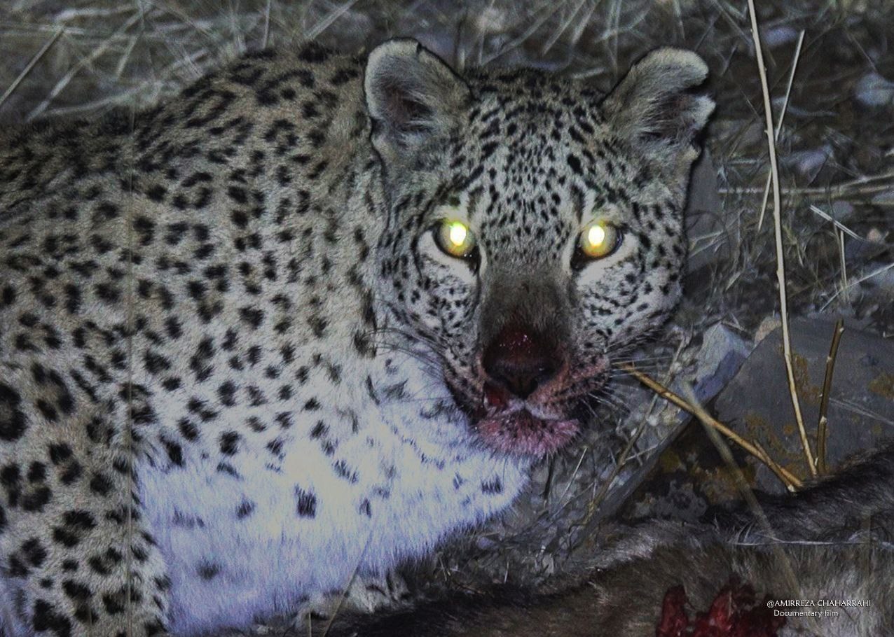 مستند , سینما , تلویزیون ,