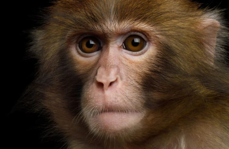 فرار ۴۳ میمون از یک آزمایشگاه تحقیقاتی در آمریک_تاشکن