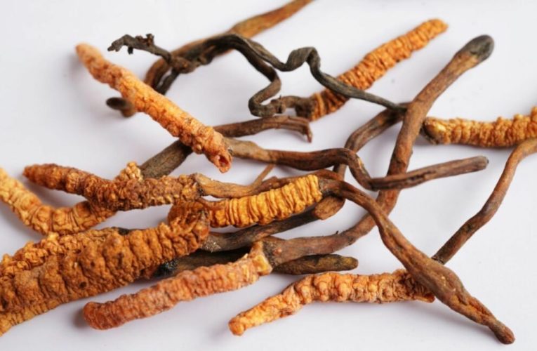 قارچ کرم ابریشم امکان پذیر شدت رشد سلول‌های سرطان را کم کند_تاشکن