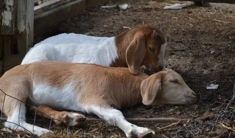  هوش مصنوعی می‌تواند درد بزها را فقط با تحلیل حالات چهره تشخیص دهد_تاشکن