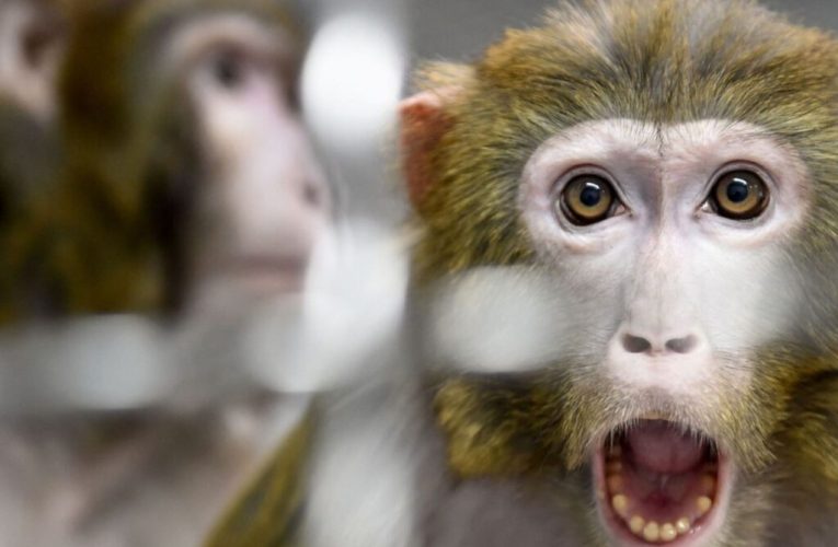 پلیس اکثر میمون‌های فراری از آزمایشگاه تحقیقاتی آمریکا را برگرداند_تاشکن