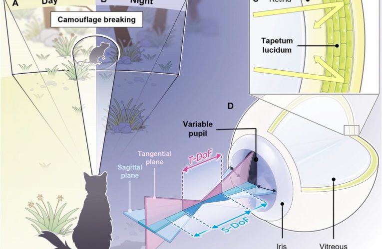پهپادها و ربات‌ها به سیستم بینایی دقیق گربه‌ها تجهیزمی‌شوند_تاشکن