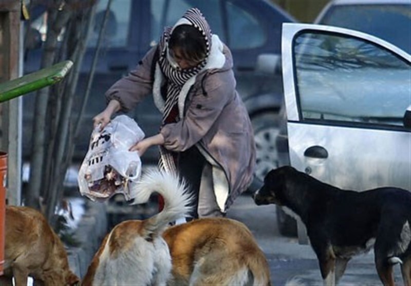 لغزش تعادل طبیعت از غذا رسانی حامیان حیوانات به سگ‌های ولگرد