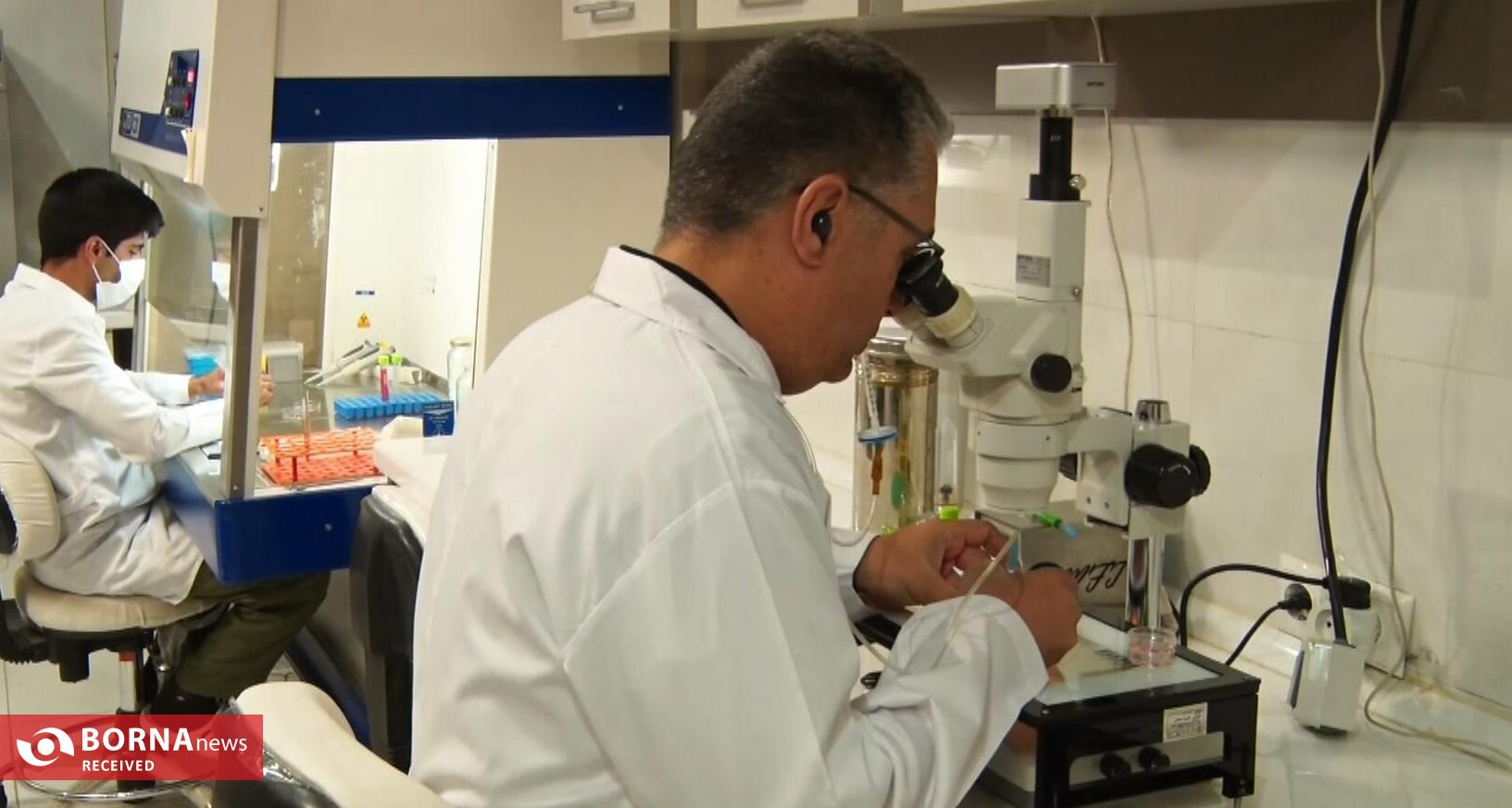 فناوری بومی ایران در خدمت احیای گاو سیستانی از آزمایشگاه تا مزرعه فناوری بومی ایران در خدمت احیای گاو سیستانی از آزمایشگاه تا مزرعه