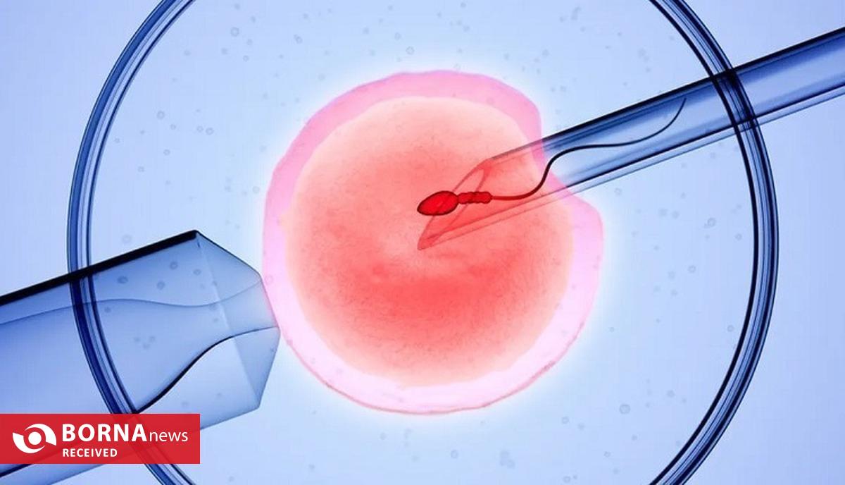 فناوری بومی ایران در خدمت احیای گاو سیستانی از آزمایشگاه تا مزرعه فناوری بومی ایران در خدمت احیای گاو سیستانی از آزمایشگاه تا مزرعه