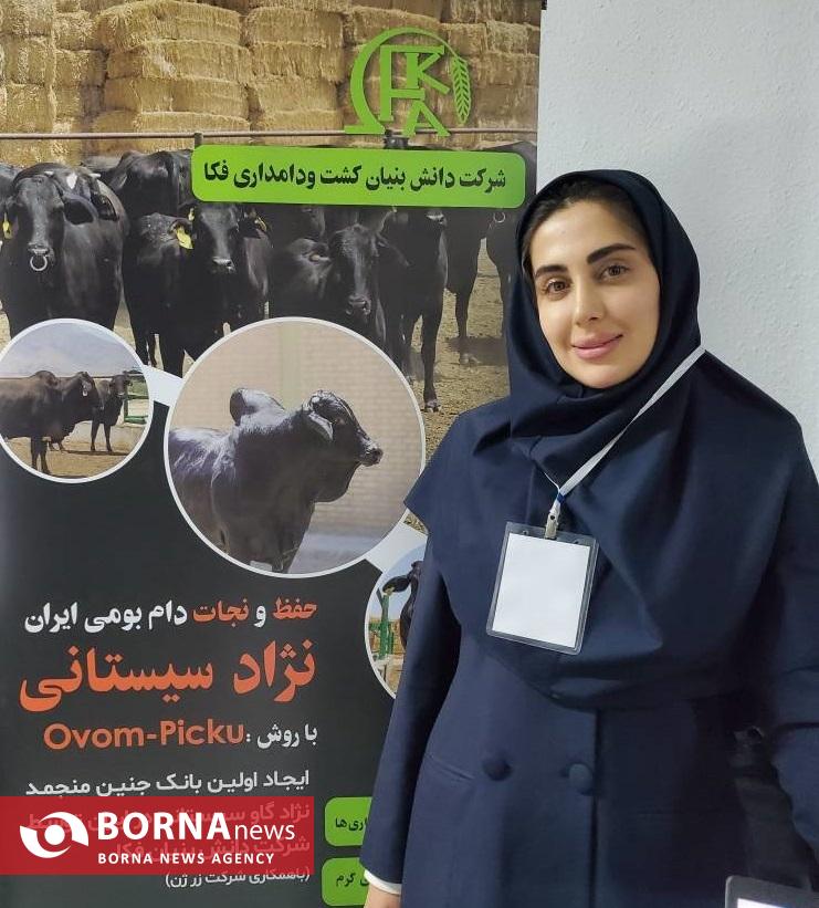 فناوری بومی ایران در خدمت احیای گاو سیستانی از آزمایشگاه تا مزرعه فناوری بومی ایران در خدمت احیای گاو سیستانی از آزمایشگاه تا مزرعه