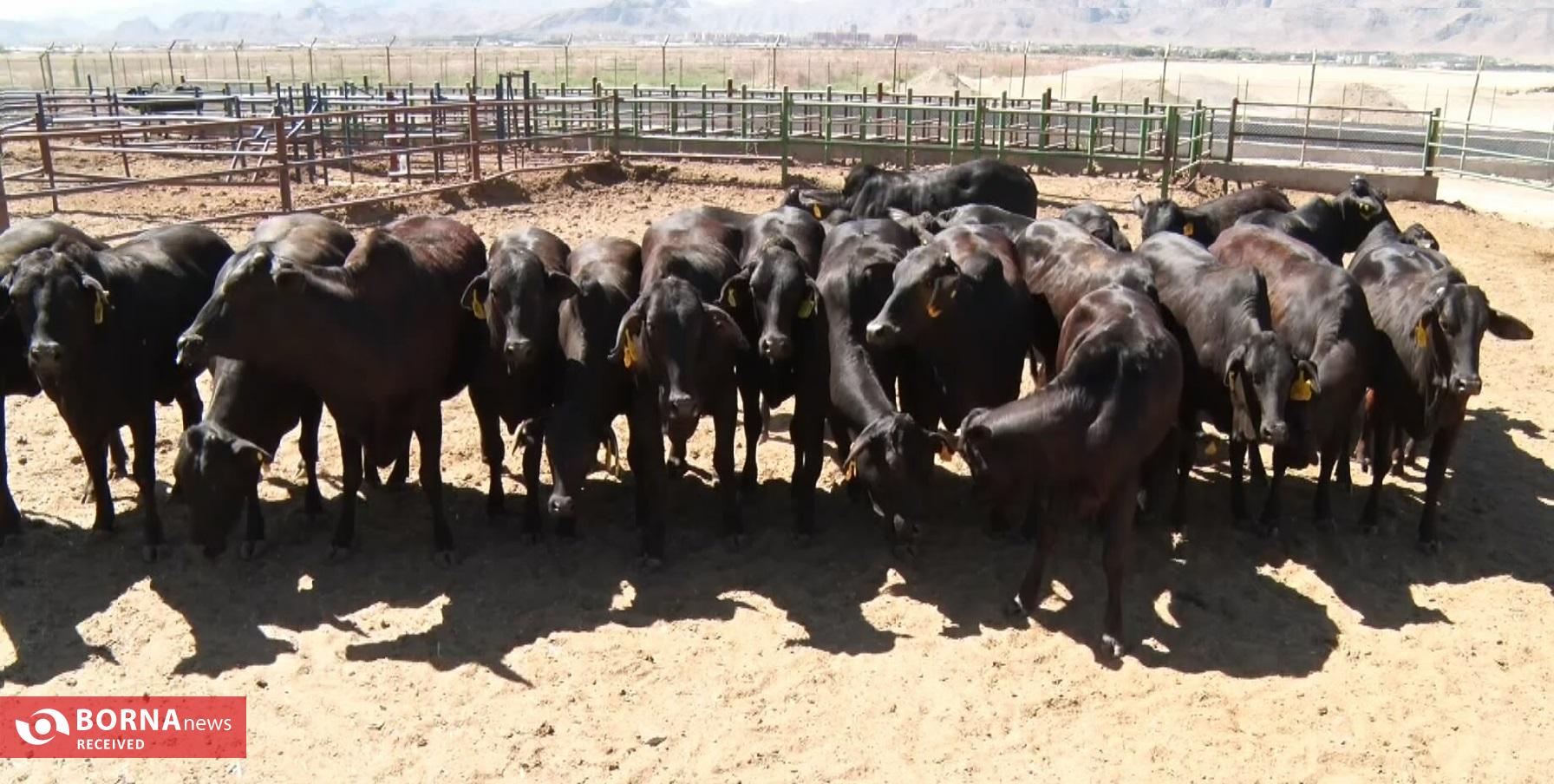 فناوری بومی ایران در خدمت احیای گاو سیستانی از آزمایشگاه تا مزرعه فناوری بومی ایران در خدمت احیای گاو سیستانی از آزمایشگاه تا مزرعه