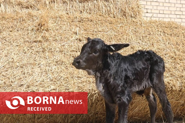 فناوری بومی ایران در خدمت احیای گاو سیستانی از آزمایشگاه تا مزرعه فناوری بومی ایران در خدمت احیای گاو سیستانی از آزمایشگاه تا مزرعه