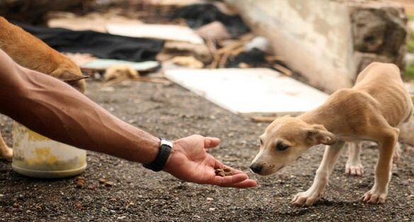 لغزش تعادل طبیعت از غذا رسانی حامیان حیوانات به سگ‌های ولگرد