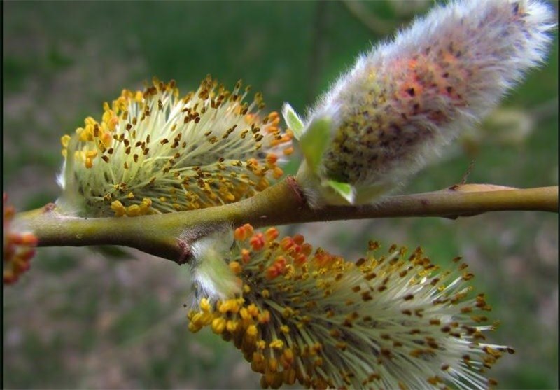 خواص جادویی بابونه برای درمان سرماخوردگی - خبرگزاری مهر | اخبار ایران و جهان_تاشکن 19 خواص بیدمشک چیست؟ (آشنایی با عوارض و خواص درخت بیدمشک) - ستاره