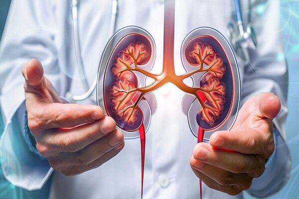 دلیل افزایش مشکلات کلیوی چیست؟ - خبرگزاری مهر | اخبار ایران و جهان