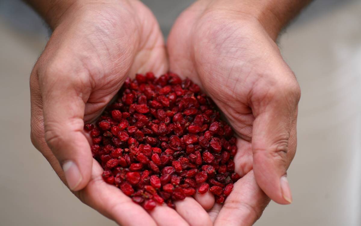 گنجینهای سرخ با خواص شگفتانگیز - خبرگزاری مهر | اخبار ایران و جهان_تاشکن 12 گنجینهای سرخ با خواص شگفتانگیز