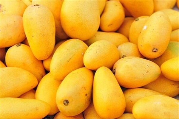 سلطان میوههای استوایی با خواص بینظیر برای بدن - خبرگزاری مهر | اخبار ایران و جهان_تاشکن 12 سلطان میوههای استوایی با خواص بینظیر برای بدن