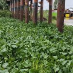 پاکسازی مسیر زیر پل نهنگ روگا پس از انسداد ناشی از سیلاب و تجمع سنبل آبی در تالاب انزلی