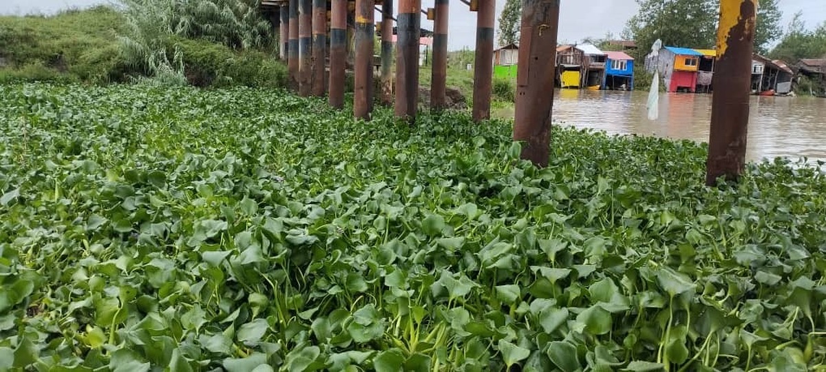 پاکسازی مسیر زیر پل نهنگ روگا پس از انسداد ناشی از سیلاب و تجمع سنبل آبی در تالاب انزلی