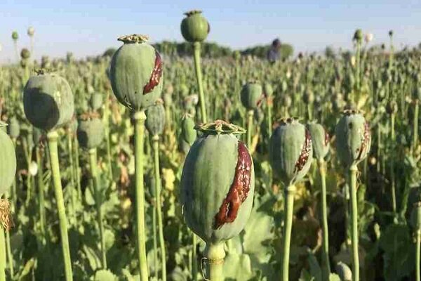 کنکاش کشت خشخاش در ایران برای تشکیل داروهای حیاتی – خبرگزاری مهر | اخبار ایران و جهان_تاشکن